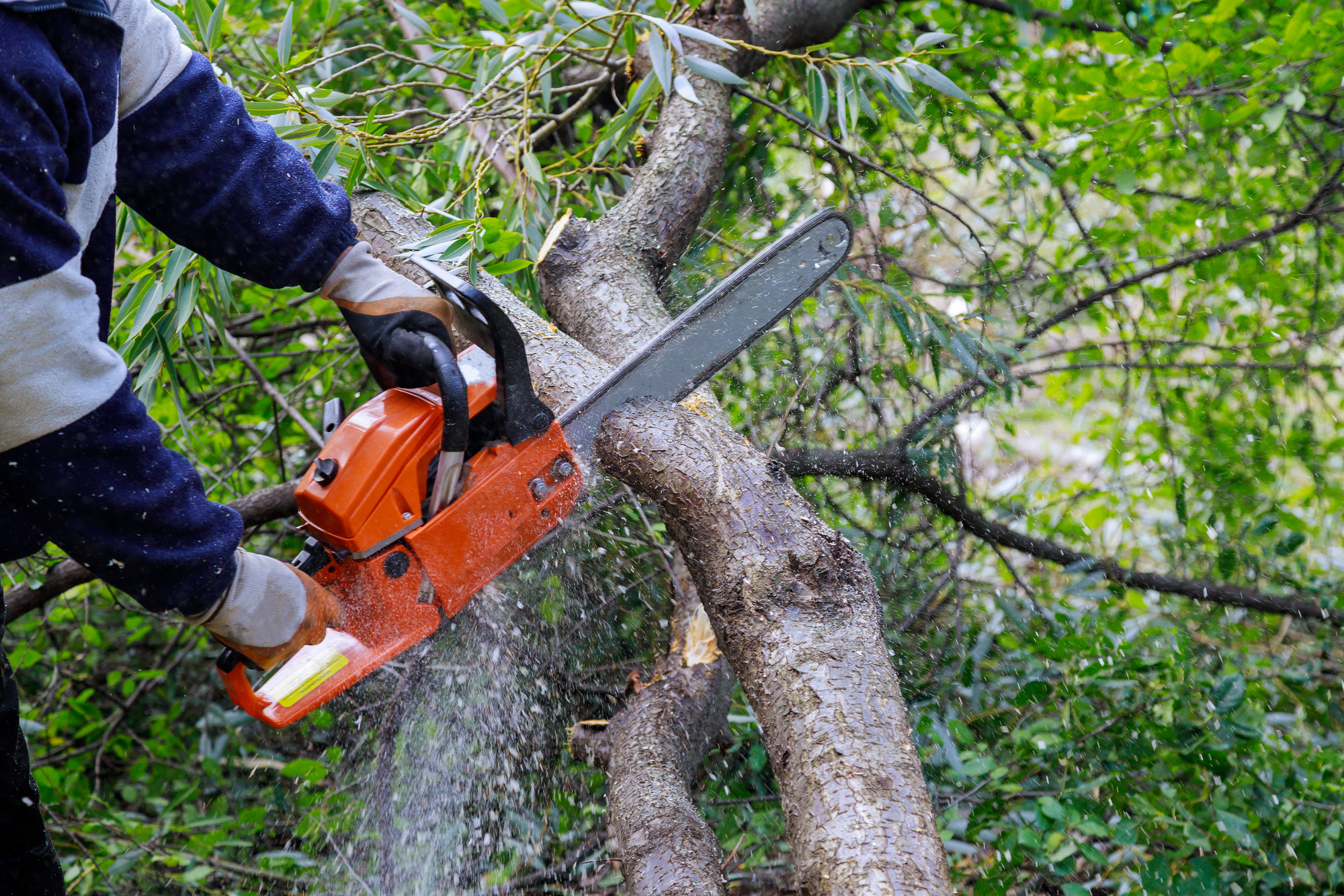 Logger Cutting the Tree with a Chainsaw 